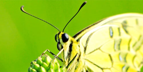 Schmetterling 6