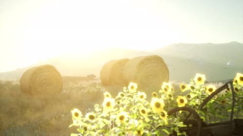 Golden Hour Sunflowers Field with Hay Bales