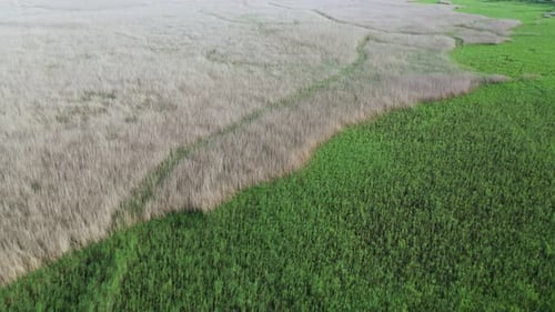 Aerial View of the Reed Plantation