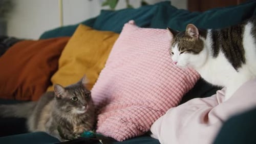 Cats Lying on Sofa in Living Room