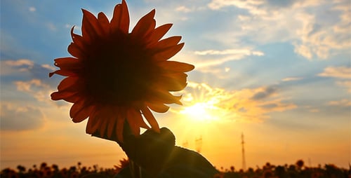 Sunflower Held Up to the Sunrise Sky