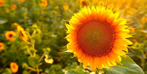 Sonnenblumen