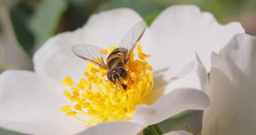 Bee Pollinating White Flower, Close Up