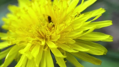 Vibrant Yellow Dandelion Flower with Crawling Ant
