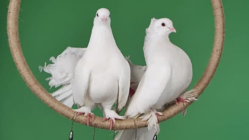 A Pair of Doves with Beautiful White Plumage Sits in a Decorative Circle