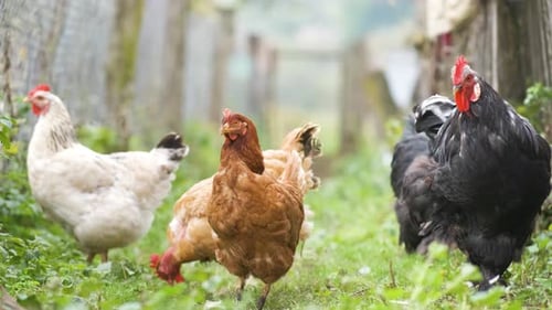 Chicken feeding on traditional rural barnyard. Hens on barn yard in eco farm. Free range poultry