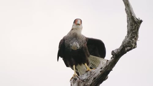 Wildtierlandschaft, aufgenommen von einer Caracara mit wildem Haube, Caracara Plancus, der auf einem toten Ast thront,