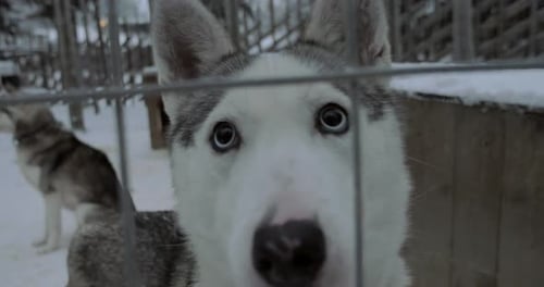 Close up of Siberian Husky in Snowy Winter Enclosure