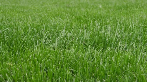 Background Pattern of Beautiful Green Grass