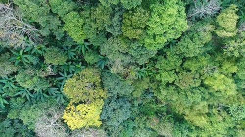 Forest Aerial View