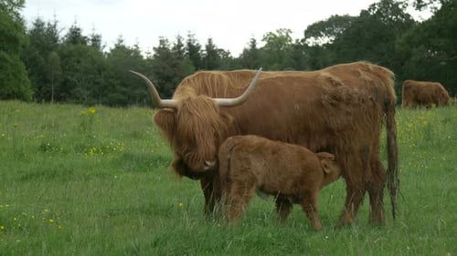 Highland Cow and Calf Nursing in Green Field