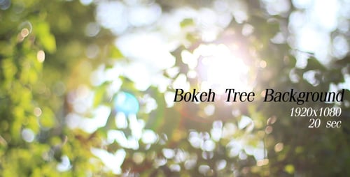 Bokeh Tree Background 3