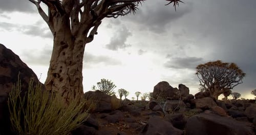 Niedriger Blickwinkel auf den wunderschönen Köcherbaumwald Namibias, Natur, 4k