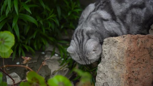 British Breed Cat Walks in Nature and Eats Green Grass