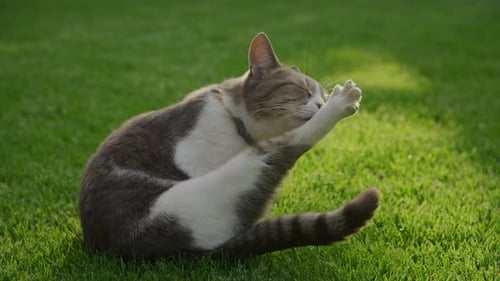 White Striped Domestic Cat Washing Her Paw in a Funny Pose on the Green Grass Lawn on a Sunset