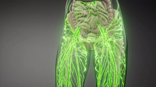 Blood Vessels of Human Body