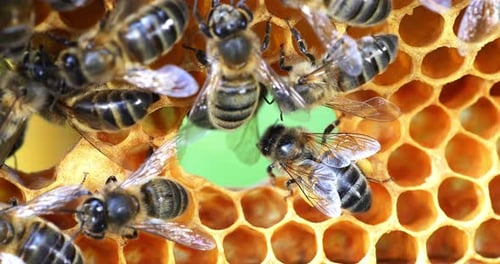 European Honey Bee, apis mellifera, Bees on a frame with a hole in alveolus, Normandy, Real Time 4K