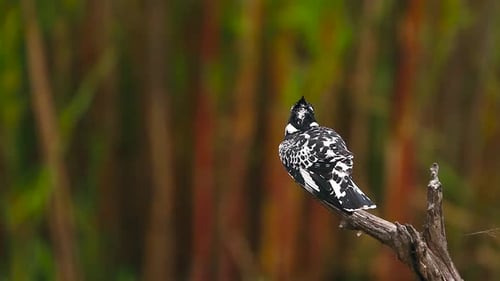 Pied kingfisher in Kruger National park, South Africa