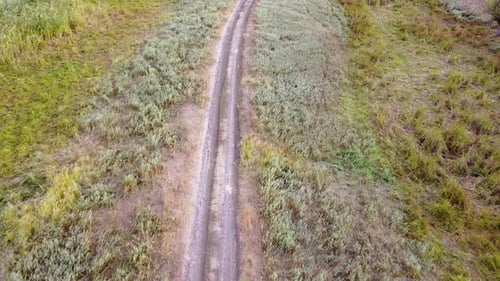 Country road among green fields