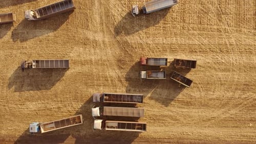 Grain Trucks on a Wheat Field During Harvest