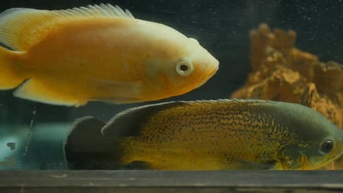 Astronotus Ocellatus Dos esclavos de diferentes colores nadan en el acuario