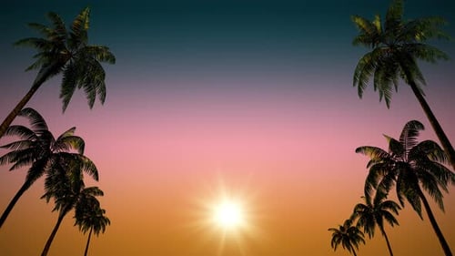 Viele tropische Palmen bei Sonnenuntergang.