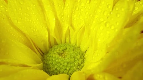 Blumen in Makroansicht rotieren langsam nass mit Wasser