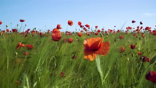 The Poppy Field
