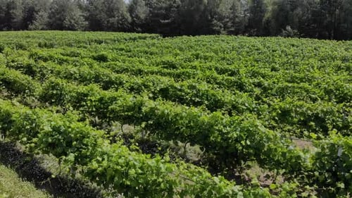Beautiful Green Vineyards