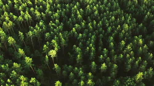Beautiful Forest Aerial View Pine Trees Green