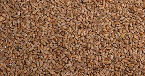 900335 Wheat, triticum sp., Slow motion 4k