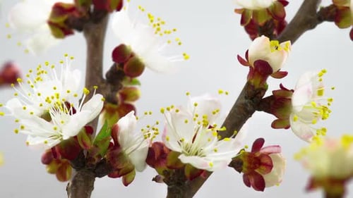 Matin de printemps ensoleillé à Peach Garden