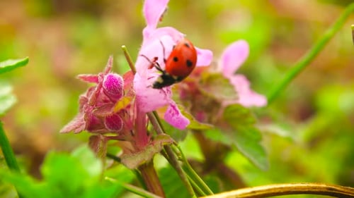 Ladybug Crawling on Delicate Pink Flower