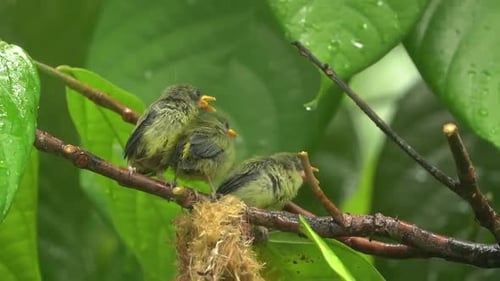 le pic à ventre orange nourrit ses poussins sur l'arbre