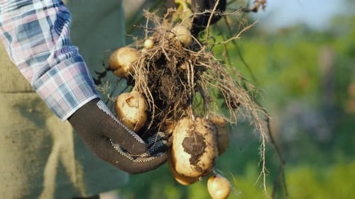 Hands Holding Freshly Dug Potatoes in Rural Setting