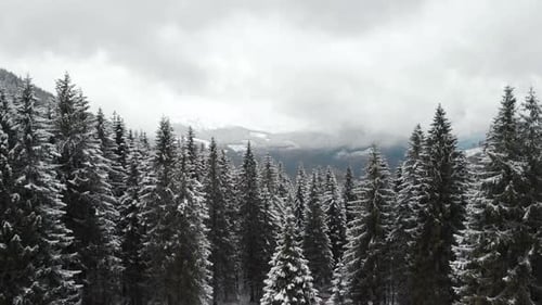 Flying Above Snow Covered Pine Trees Into Mountain Valley
