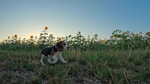 Beagle Puppy Runs Through Sunflower Field at Sunrise