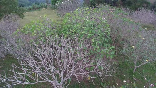 Plumeria Trees, Top View
