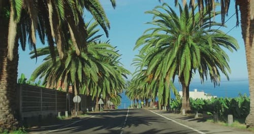 Palm Trees Passing By a Blue Sky. Driving Through the Sunny Beverly Hills. Los Angeles, California.