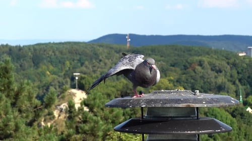 Pigeons 8