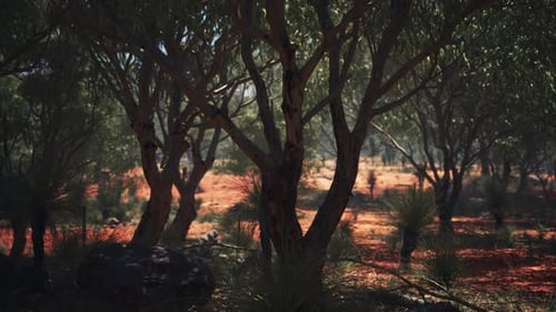 Australian Bushland Forest with Red Earth and Changing Sunlight