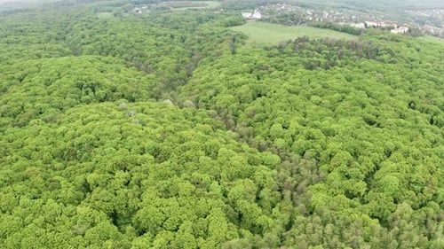 Beautiful Green Trees