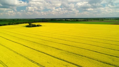 Field of Flowering Rapeseed Field