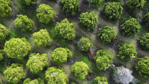 Citrus Orchard Aerial View of the Fruit Trees with Green Leaves in the Garden Growing Oranges Lemons