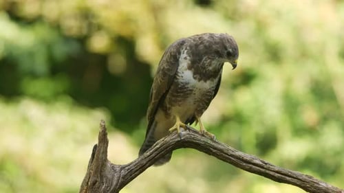 Striking common buzzard walks awkwardly on a branch; shallow focus