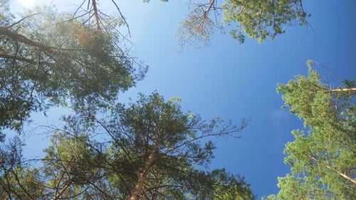 Video of Camera Moving Bitween High Fir Trees and Spruces in the Forest and Looking Up on the Tree