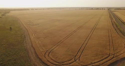 Golden Wheat Field Aerial at Sunrise