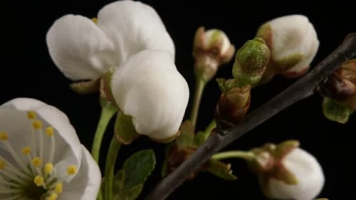Flowers Bloom on a Tree. Time Lapse