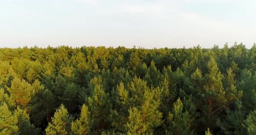 Vue aérienne de Forest Woods