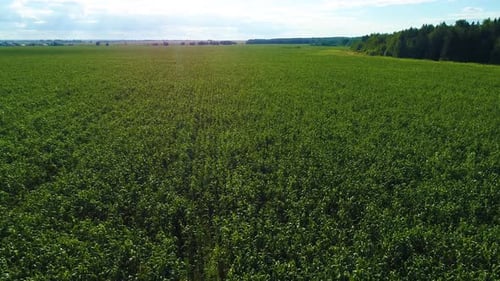 Aerial View of Green Corn Maize Field. Plantation Landscape in Sunny Summer Day - Drone Footage